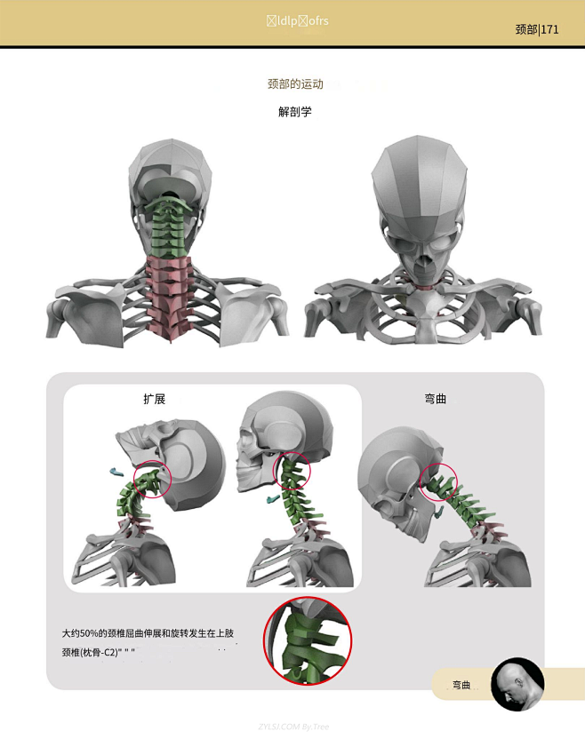 雕塑家解剖学03_头颈结构_171