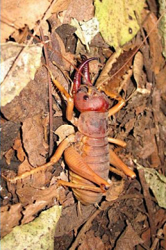 熊涛涛采集到生物