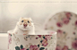 可爱的仓鼠宝宝 主题宠物摄影欣赏 萌 宠物摄影 可爱 动物 仓鼠 