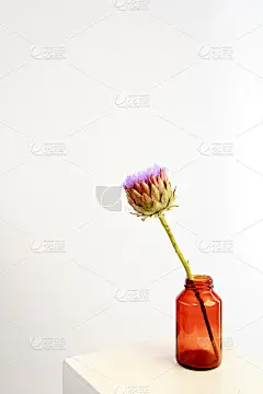 单洋蓟花在棕色玻璃花瓶上的白色背景，贺卡的概念，选择性的焦点