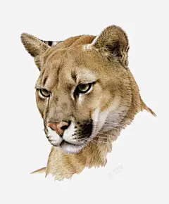 狮子头像 页面网页 平面电商 创意素材