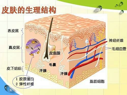 皮肤生理结构图