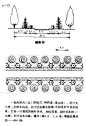 道路绿化｜图解林荫道设计