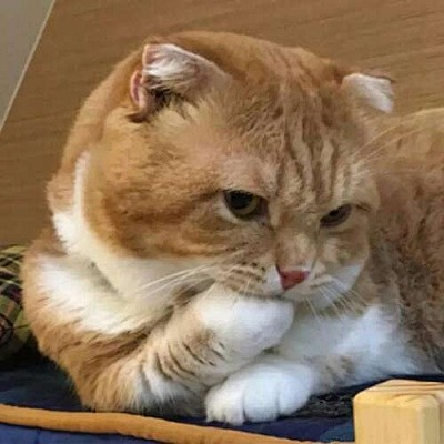 猫咪/动物 你脖子真可爱 上面_微信头像...
