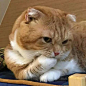 猫咪/动物 你脖子真可爱 上面_微信头像_我要个性网