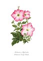 Botanical Art - Some of my botanical illustrations