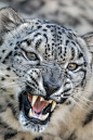 sdzoo:Snow
 leopards can jump and pounce on prey that’s as far as six times their 
body length.  photo by Craig Chaddock



 