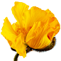 Yellow Poppy #3