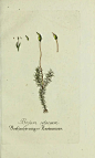 老叶子的相册-Plantarum