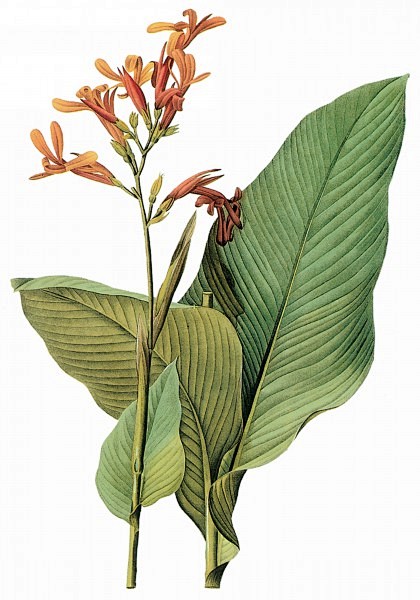 国外手绘植物花朵大全图片 
尺寸：154...