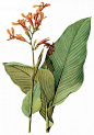 国外手绘植物花朵大全图片 
尺寸：1542x2200 
图片编号：11104-299051