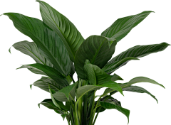нαρρувυяяιтσ采集到植物花卉
