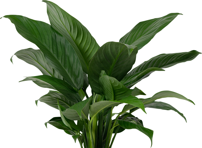 植物 绿植  合成 c4d素材 家居素材...
