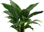 植物 绿植  合成 c4d素材 家居素材 IP角色 c4d 树叶 三维场景 KV 电商美工群:129134938 表 c4d搭建 大促元素 电商立体场景 PNG 合成素材