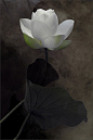 花开生两面，人生佛魔间 ！