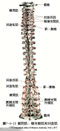 人体解剖--骨骼，肌肉很全面的套图