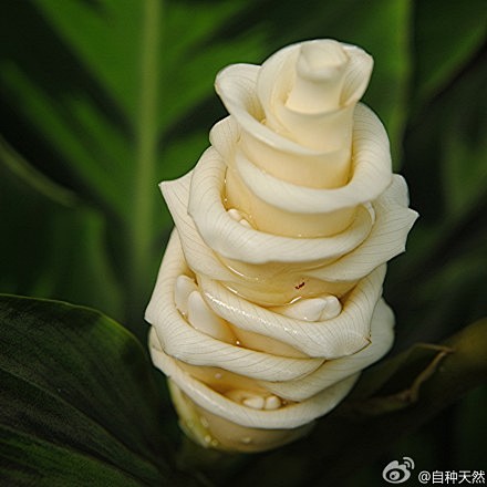 ！？你非要说它是冰激凌，麦当劳的雪糕，那...