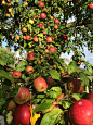 千图网-果园里结满果实的苹果树