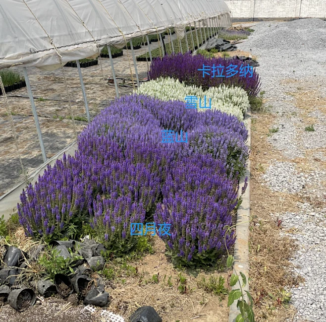 时花01-花瓣网