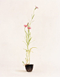 【艺术家Diana Scherer 的创意植物艺术品作品 —— 逃出花瓶的植物】
在Diana Scherer的作品中，花儿已从配角变成了主角。一次翻阅17世纪植物百科全书时，Diana Scherer发现关于植物的插图都是浪漫的，没有直接暴露的朴实形象，那些植物仅仅是完美的标本，没有生命的感染力和生长消亡的过程感，而且没有蒲公英这样的普通植物。于是Diana Scherer开始了将植物一视同仁的创作，并表现出它们生命的魅力。Diana Scherer避免任何戏剧化的表达，力求客观的摄影风格。同时她对自己