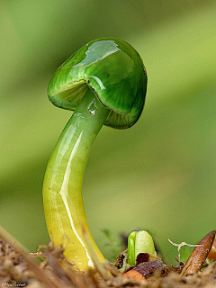 未解锁的刀采集到植物