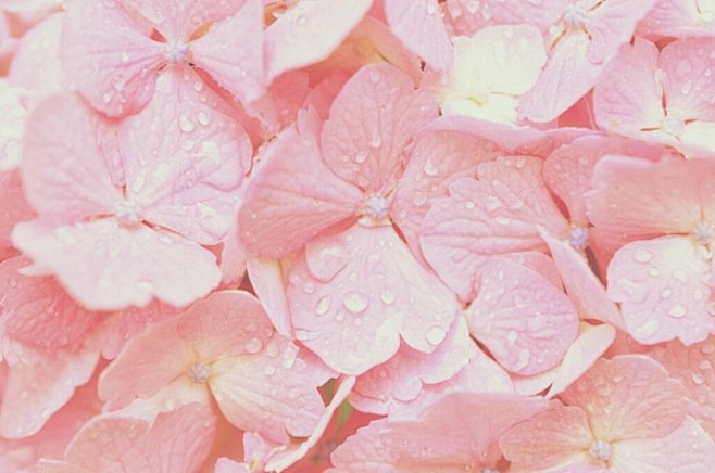 PINK ​​​​