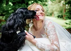 点击来源直接获取大图文件 |Stunning bride plays with a nice dog in the park
