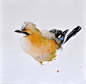 中国风的鸟类绘画图集