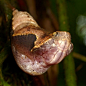 原产于特立尼达岛的猫头鹰蝶是一种无害的飞虫，但它们却有令人惊奇的生存技能。他们扮成毒蛇的样子 ，可以成功地骗过捕食者。这种变形会持续13天