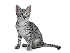 点击来源直接获取大图文件 |Cute silver spotted Egyptian Mau cat kitten sitting straight up isolated on white background looking beside camera