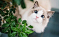 猫咪呆萌壁纸
