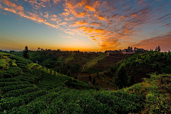 ZH抠抠抠抠抠采集到茶