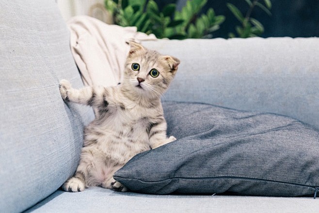 灰色和白色平纹小猫照片坐沙发
