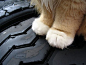 宠物图片：温柔的猫爪 (7)