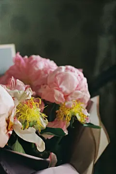 牡丹花高清摄影素材