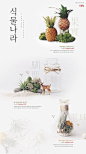 텐바이텐 10X10 : 식물나라:: 