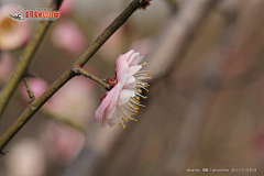 小花xiaohua采集到红梅