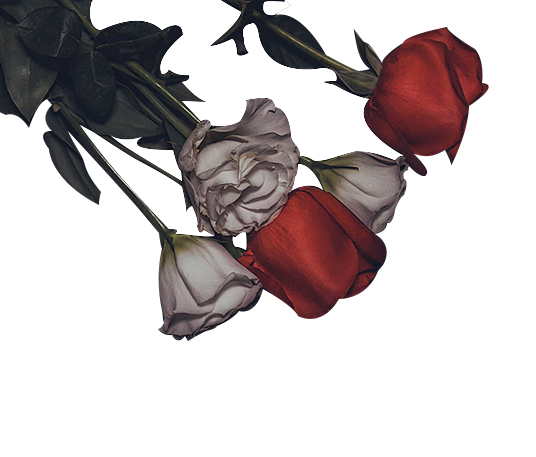 黑暗系|玫瑰花|png