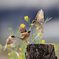 麻雀
Sparrow (참새) by Lim yangmook on 500px