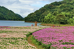 梅菜er采集到景观—花海