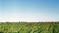 Landscape landscapes rural flat flatlands Sun Sunny fog foggy grass green Nature MORNING light Netherlands