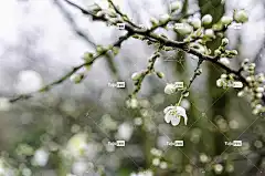花 花壁纸 苹果 蜘蛛 绿色 美丽的花朵 新鲜 乡村的 花卉背景
