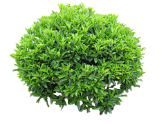 小馋ZO采集到植物素材