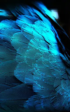 iridescent feathers