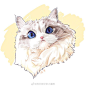 布偶猫系列~ by@绵羊有好多小猫咪  

#喵星人##插画# ​​​​