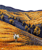 Van Gogh Illustrations by Alireza Karimi Moghaddam