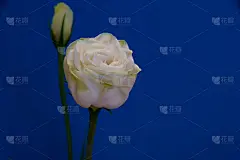 白色花，蓝色底色