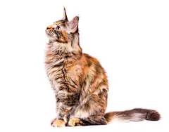 点击来源直接获取大图文件 |Portrait of domestic tortoiseshell Maine Coon kitten. Fluffy kitty isolated on white background. Adorable curious young cat sitting and looking away.