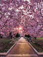 SaKuRa... Cherry Blossoms