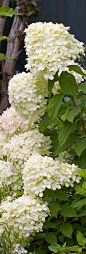 Hydrangea paniculata